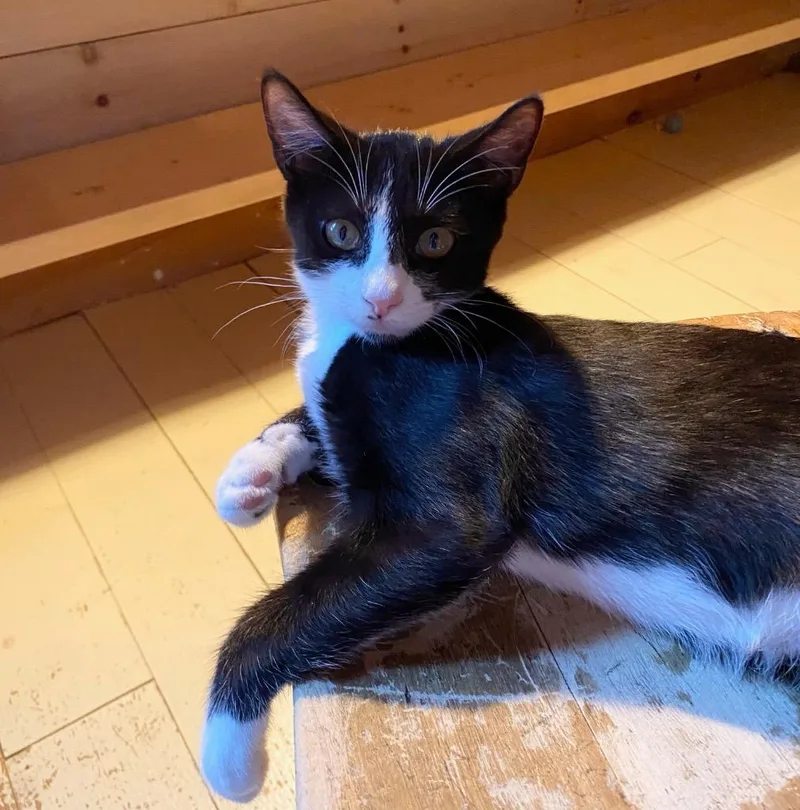 A baby small-sized female Domestic Short Hair cat named Moonpie for adoption in Gorham, ME