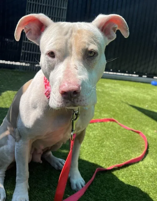 An adult large-sized female Pit Bull Terrier dog named Heart for adoption in El Cajon, CA