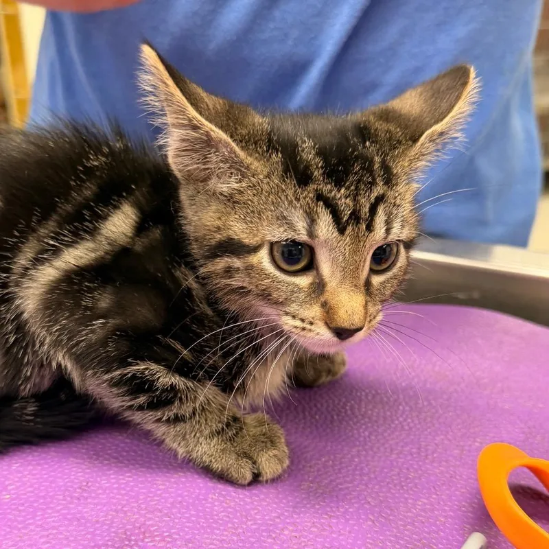 A baby small-sized female Brown / Chocolate Domestic Short Hair cat named Debbie for adoption in Indianapolis, IN
