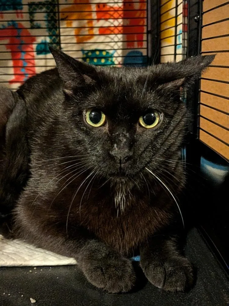 A young medium-sized female Black Domestic Short Hair cat named Charkie for adoption in Clinton Township, MI
