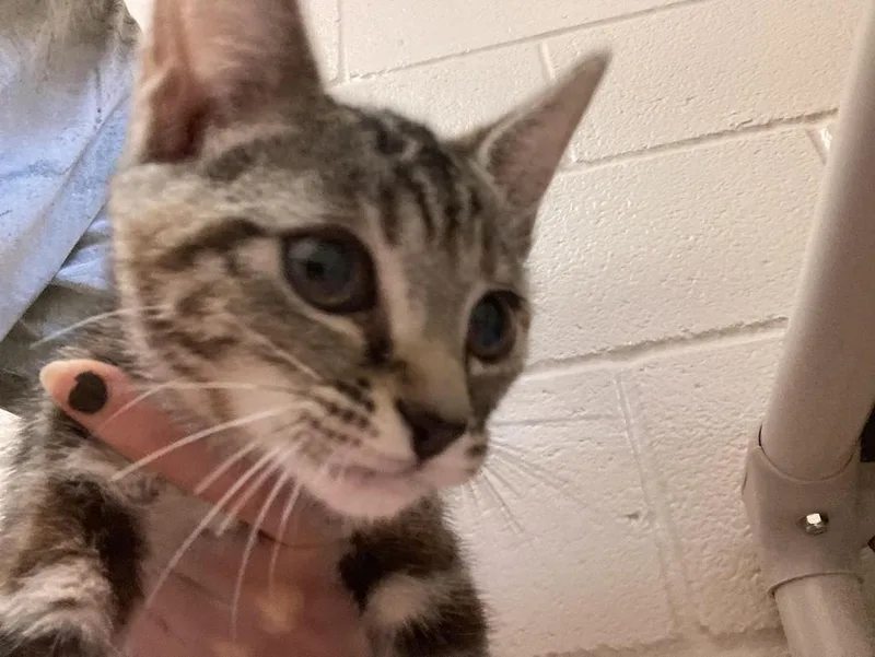 A baby medium-sized female Domestic Short Hair cat named Neferata for adoption in Burnsville, NC