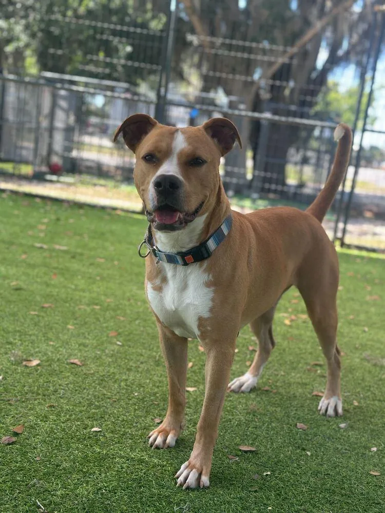 A young medium-sized male White / Cream American Bulldog dog named Bathory for adoption in Lakeland, FL