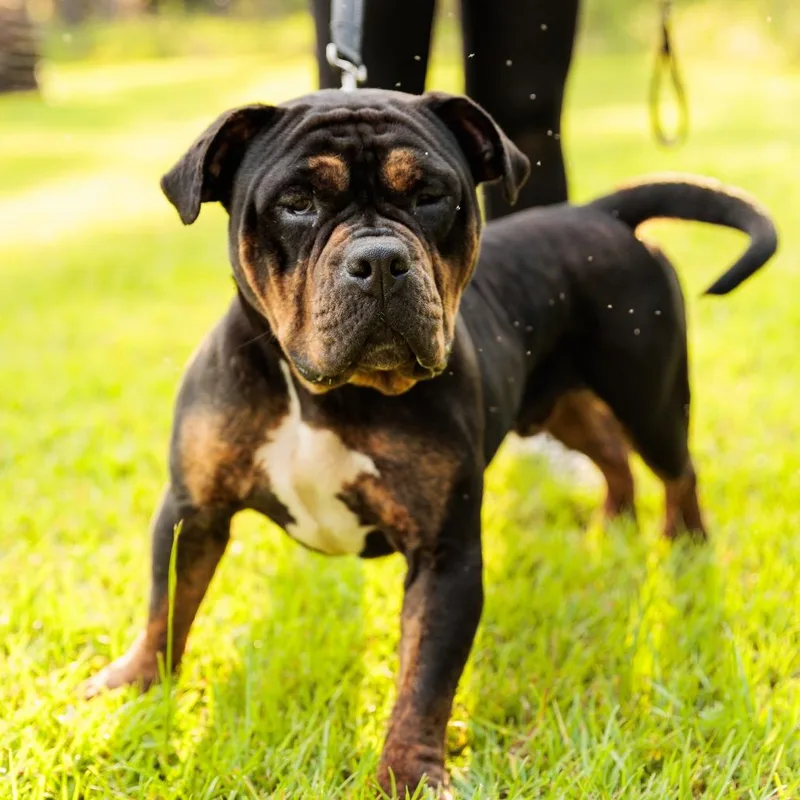 An adult medium-sized male Brown / Chocolate American Bulldog dog named Winston for adoption in Valdosta , GA