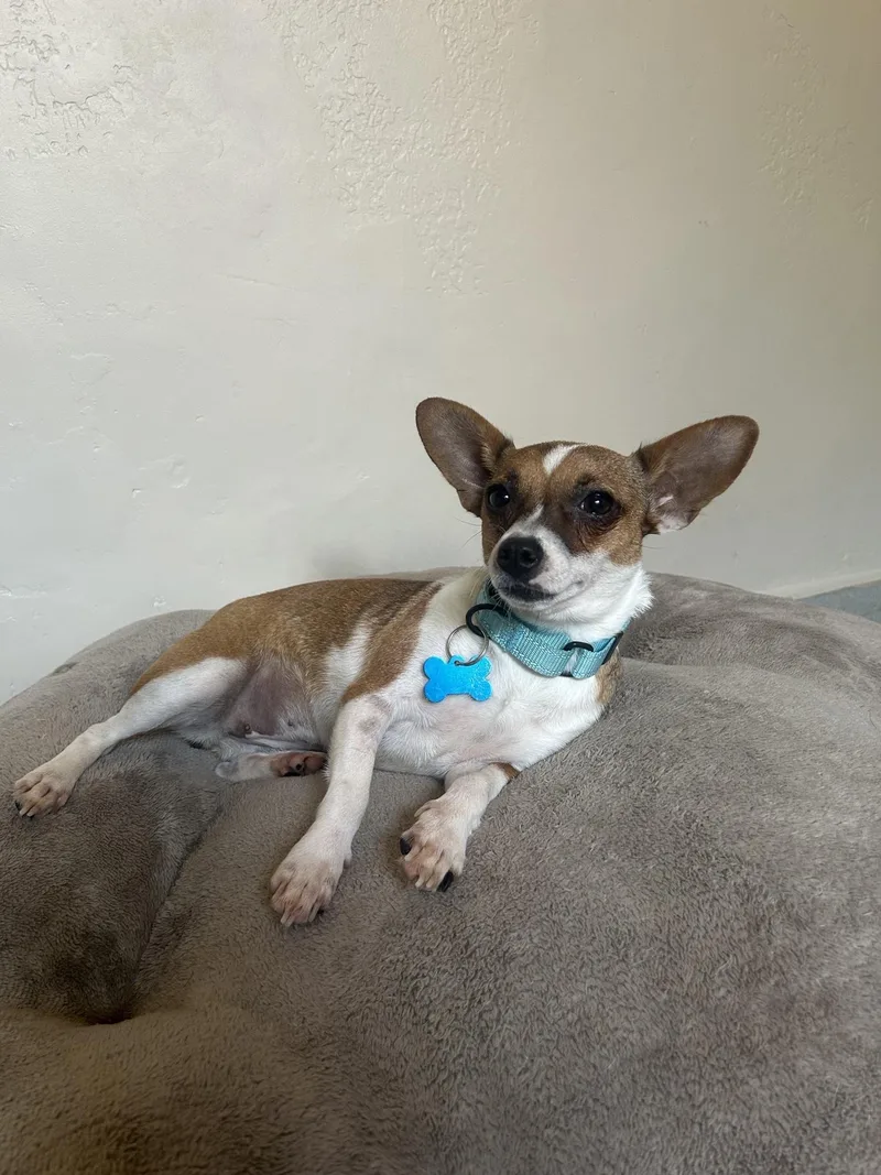 An adult small-sized female White / Cream Chihuahua dog named Bambi for adoption in San Ysidro, CA