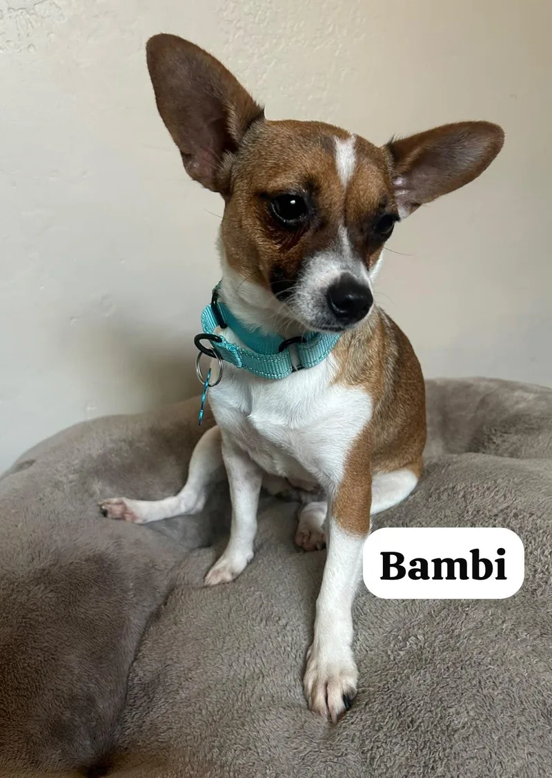 Bambi thumbnail 2