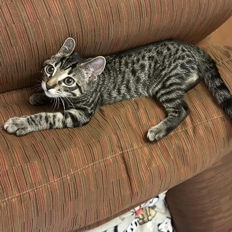 A baby small-sized male Gray / Blue / Silver Domestic Short Hair cat named Dubai Chino Hills for adoption in Chino Hills, CA