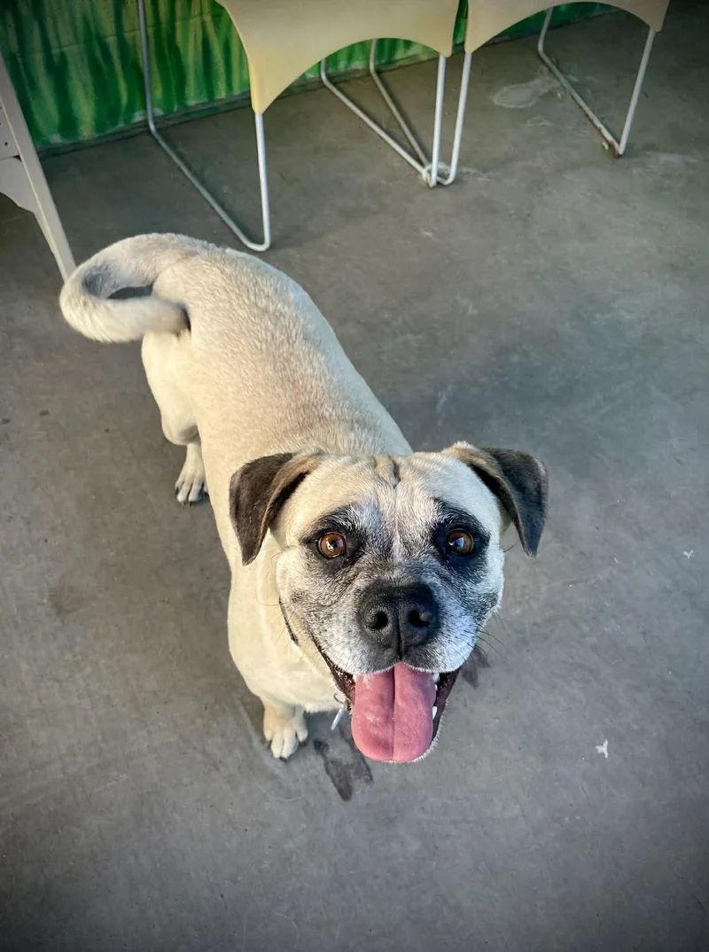 An adult medium-sized male Yellow / Tan / Blond / Fawn Puggle dog named Meatball for adoption in Phoenix, AZ