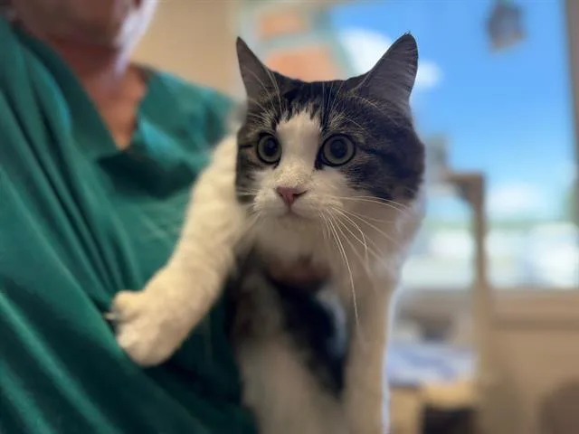 An adult medium-sized female Domestic Short Hair cat named Princess for adoption in Frisco, CO