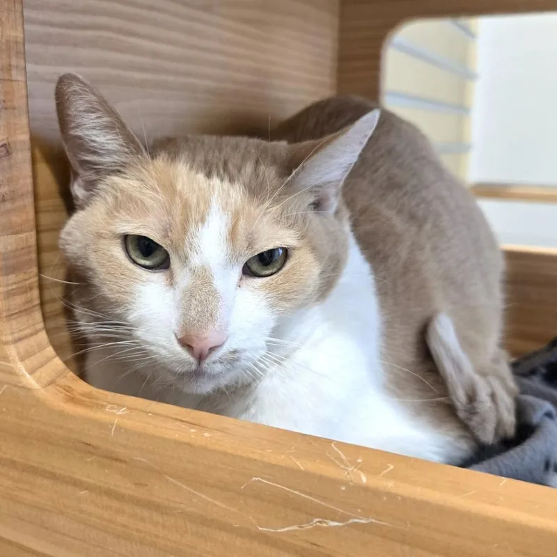 A senior medium-sized female Domestic Short Hair cat named Clover for adoption in Champaign, IL