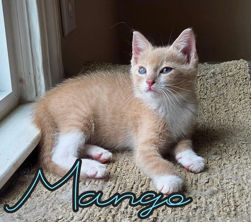 Mango