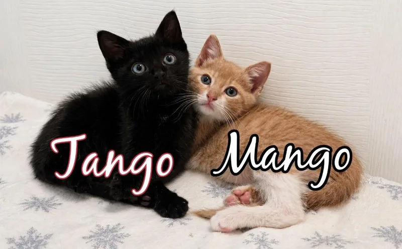 Mango thumbnail 2