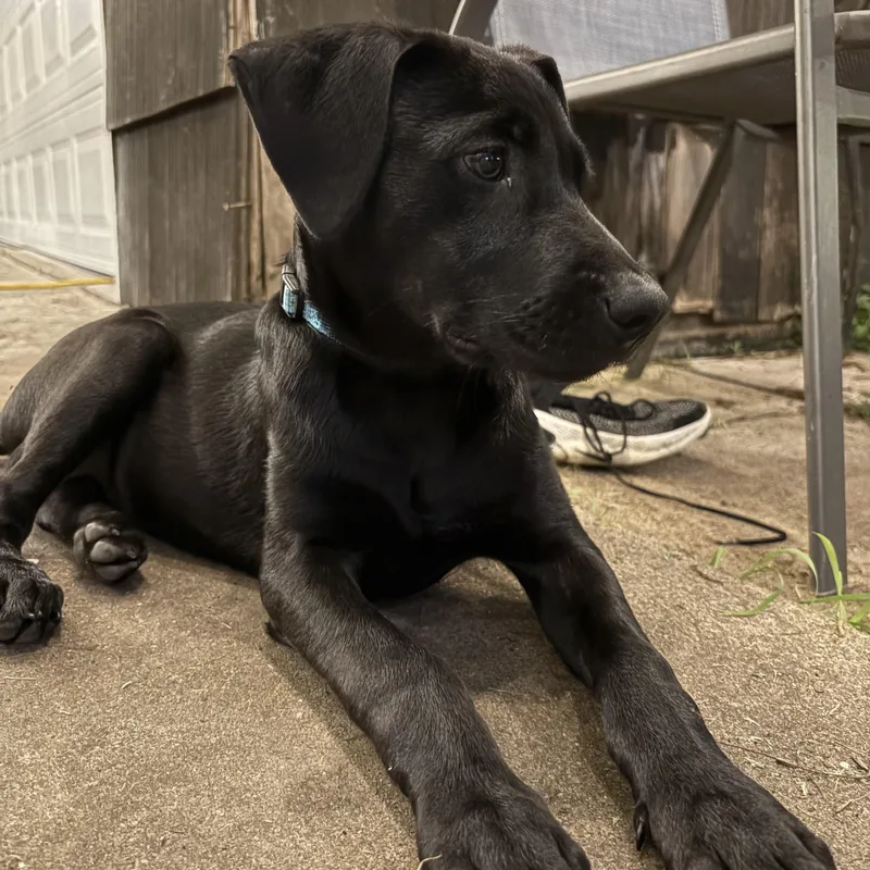A baby medium-sized female Black Labrador Retriever dog named GalGadot for adoption in Houston, TX