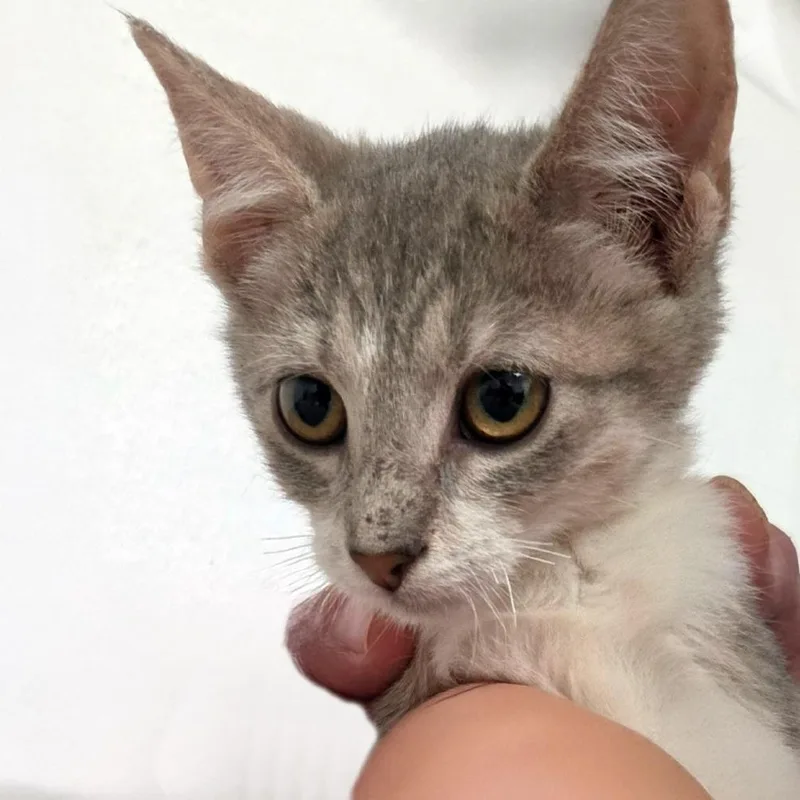A baby small-sized male Gray / Blue / Silver Domestic Short Hair cat named Sedona for adoption in Austin, TX