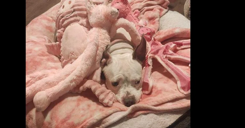 Miss Piggy thumbnail 3