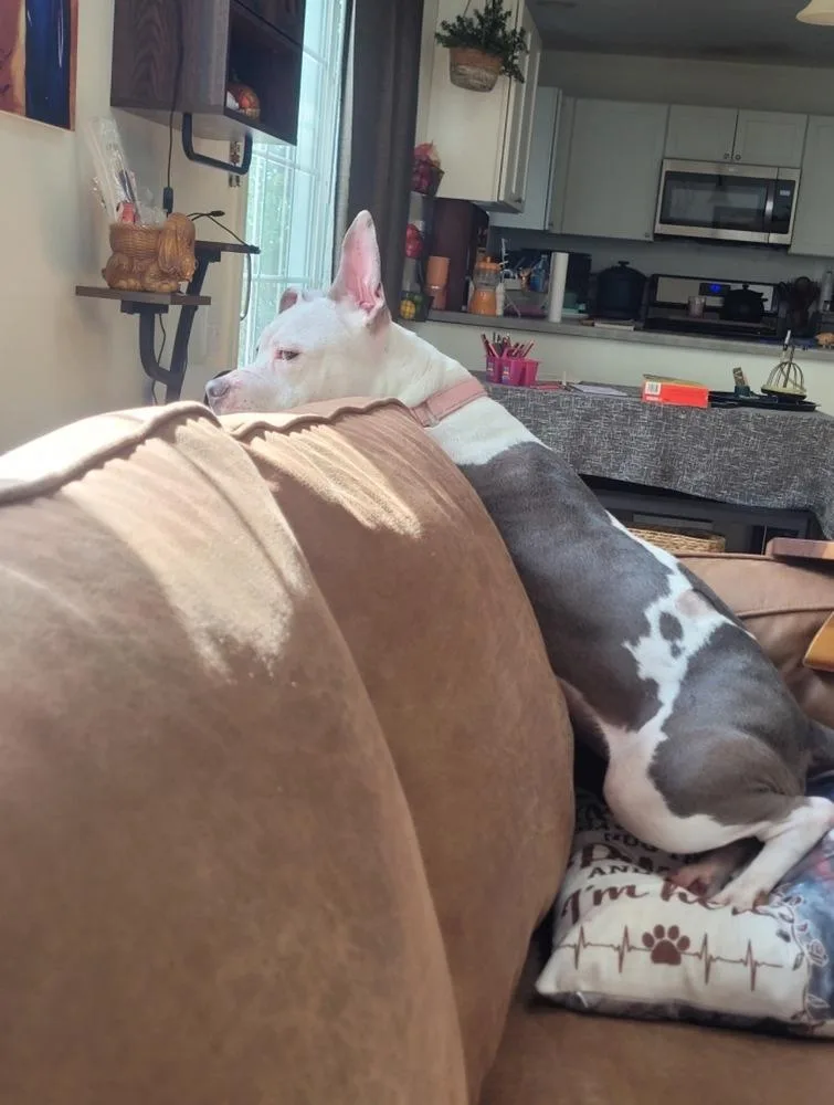 Miss Piggy thumbnail 5