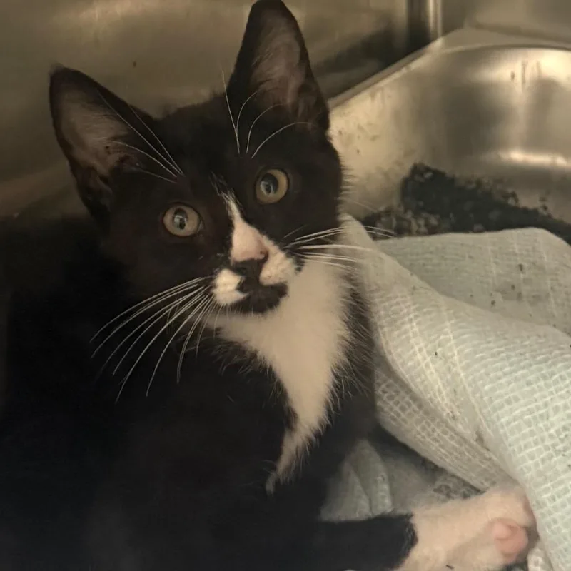 A baby small-sized female Black Domestic Short Hair cat named Vivi for adoption in Columbus, GA