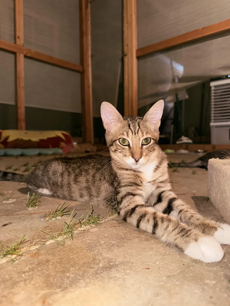 A baby medium-sized male Tabby (Brown / Chocolate) Tabby cat named Bear for adoption in Fresno, CA