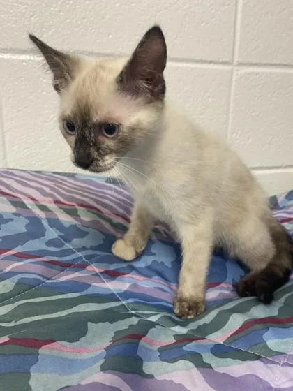 An adult small-sized female Domestic Short Hair cat named Akasha for adoption in Spruce Pine, NC