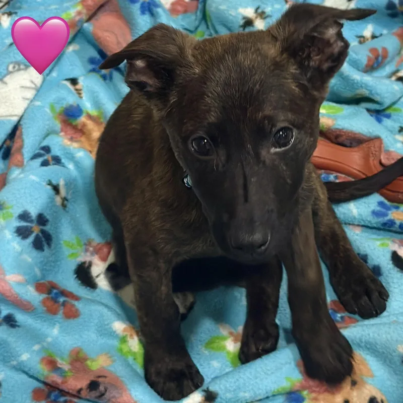 A baby medium-sized female German Shepherd Dog dog named Oksana for adoption in Ray, MI