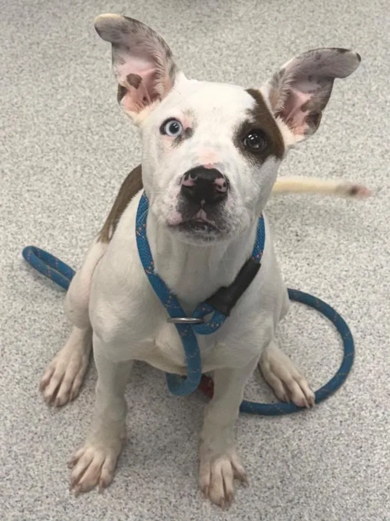 A baby medium-sized male White / Cream Mixed Breed dog named Presto for adoption in Frankfort, KY