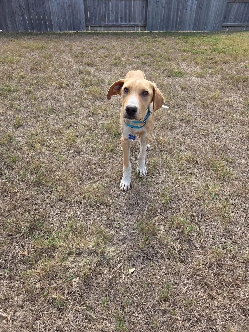 A young medium-sized male Labrador Retriever dog named Ian for adoption in Keller, TX