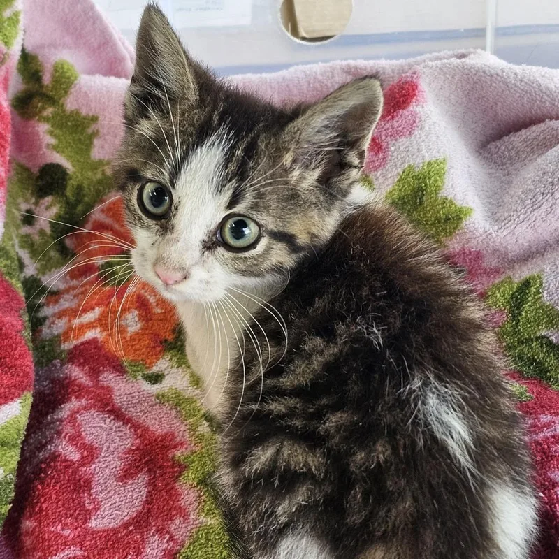 A baby small-sized male Brown / Chocolate Domestic Short Hair cat named Grizzly for adoption in Evansville, IN