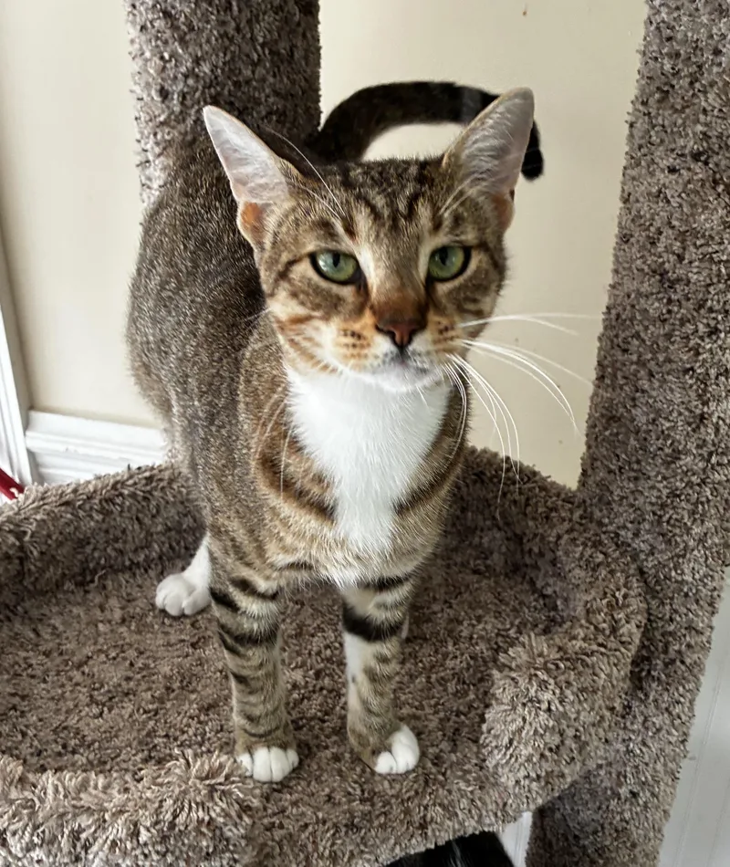 A young medium-sized female Tabby (Orange / Red) Tabby cat named Cassie for adoption in Mobile, AL