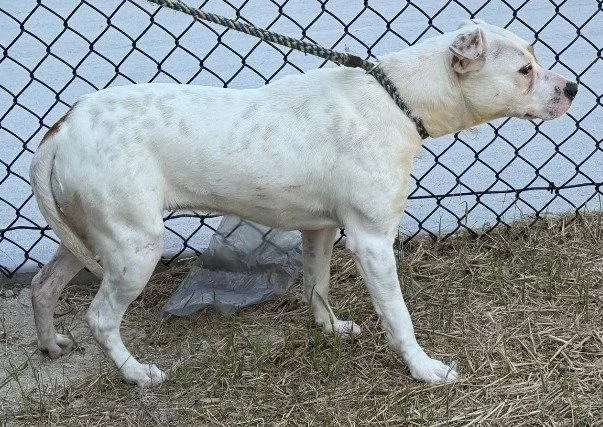 A young medium-sized female Pit Bull Terrier dog named Lumi for adoption in Tarboro, NC