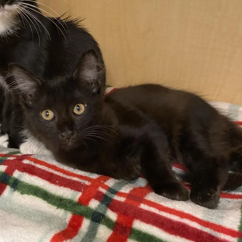 A baby small-sized male Black Domestic Long Hair cat named Emerald for adoption in Washington Township, OH