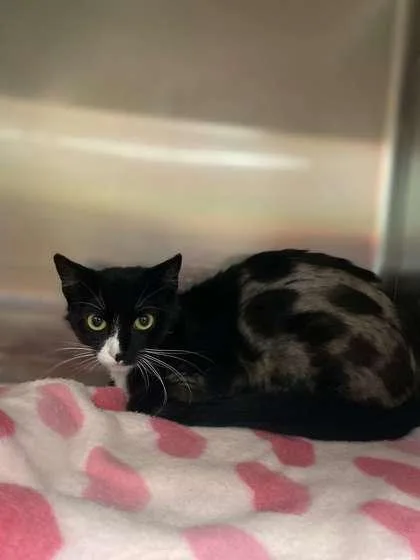 An adult medium-sized female Domestic Short Hair cat named River for adoption in Fergus Falls, MN