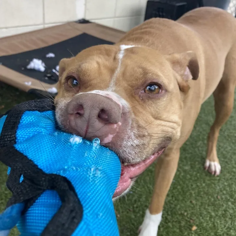An adult medium-sized female Brown / Chocolate Pit Bull Terrier dog named Beans for adoption in Providence, RI
