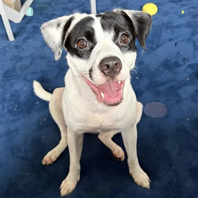 A young medium-sized female Terrier dog named Sandy for adoption in San Antonio, TX