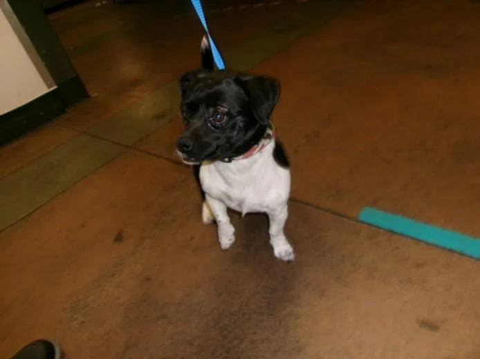 A young small-sized male Dachshund dog named Dino for adoption in Van Nuys, CA