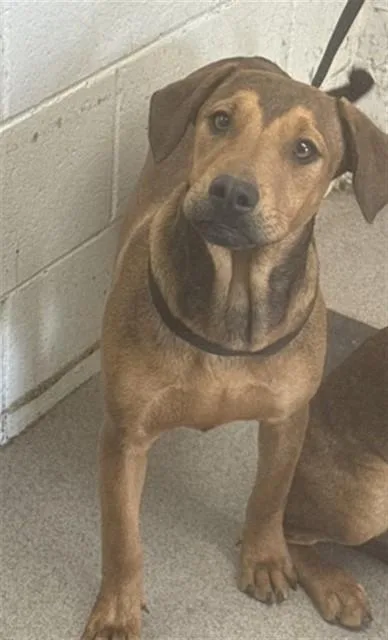 A young medium-sized female Doberman Pinscher dog named Layla for adoption in San Bernardino, CA