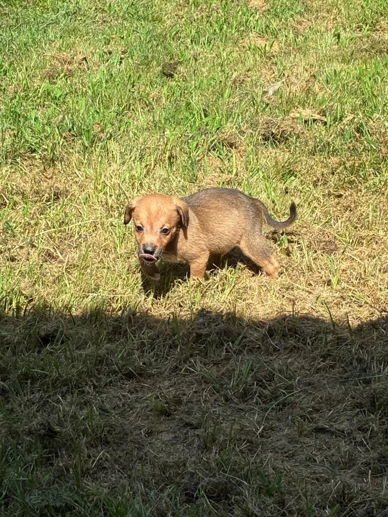 A baby medium-sized male Hound dog named Chip for adoption in Little Rock, AR