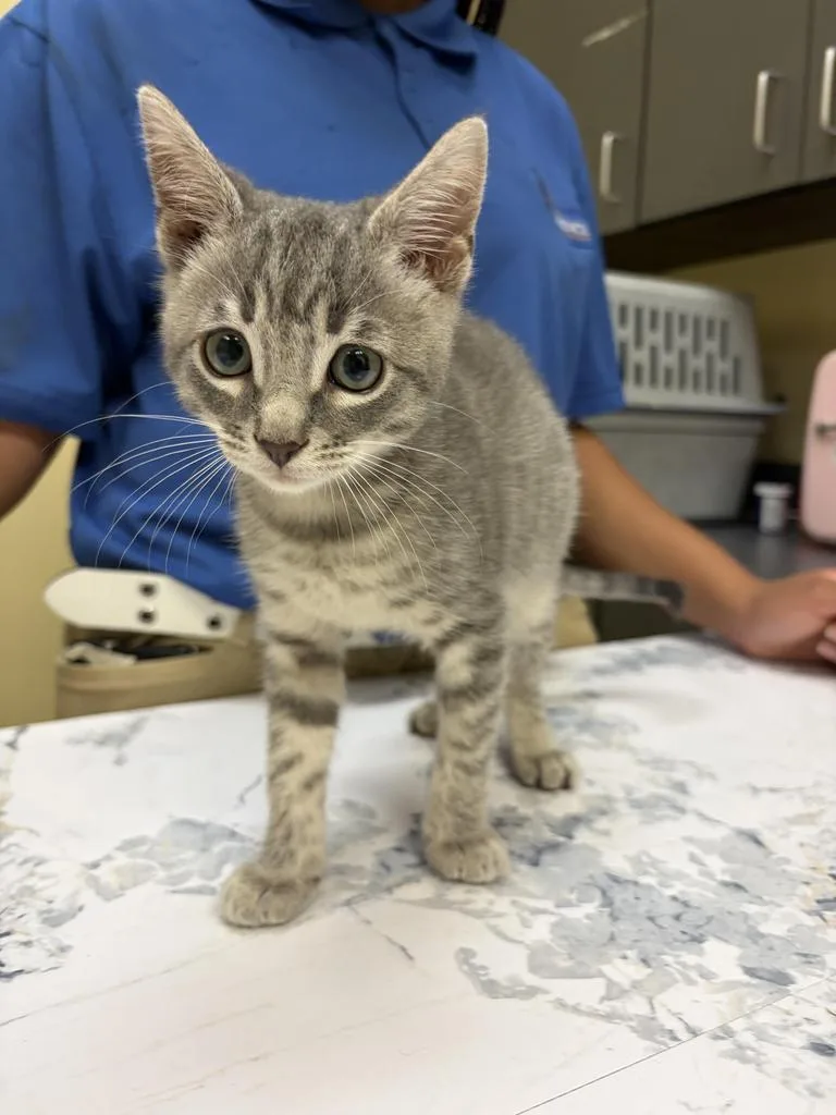 A baby medium-sized male Domestic Short Hair cat named Dusty for adoption in Florence, SC