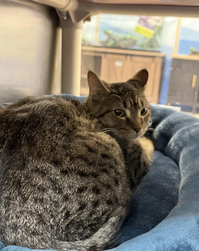 An adult medium-sized male Domestic Short Hair cat named Ollie for adoption in Herndon, VA