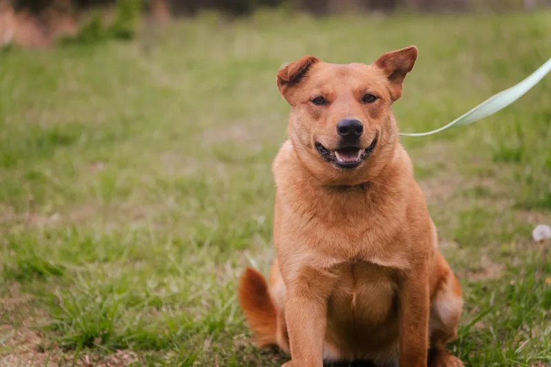 An adult medium-sized female Chow Chow dog named Coco Transport for adoption in Gradyville, KY