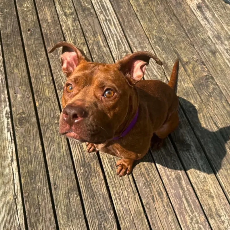 An adult medium-sized female Red / Chestnut / Orange Pit Bull Terrier dog named Nellie for adoption in Greensburg, PA