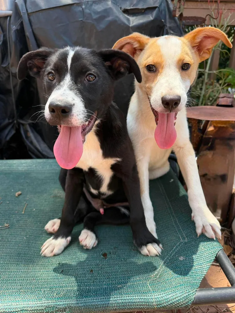 A baby medium-sized male Australian Cattle Dog / Blue Heeler dog named Goofy for adoption in San Diego, CA