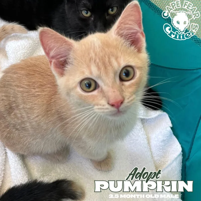 A baby small-sized male Orange & White Domestic Short Hair cat named Pumpkin for adoption in Wilmington, NC