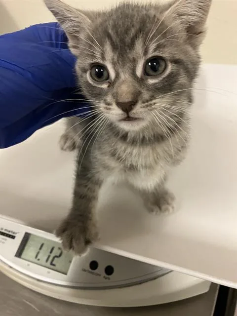 A baby small-sized male Domestic Short Hair cat named Eddy for adoption in Long Beach, CA