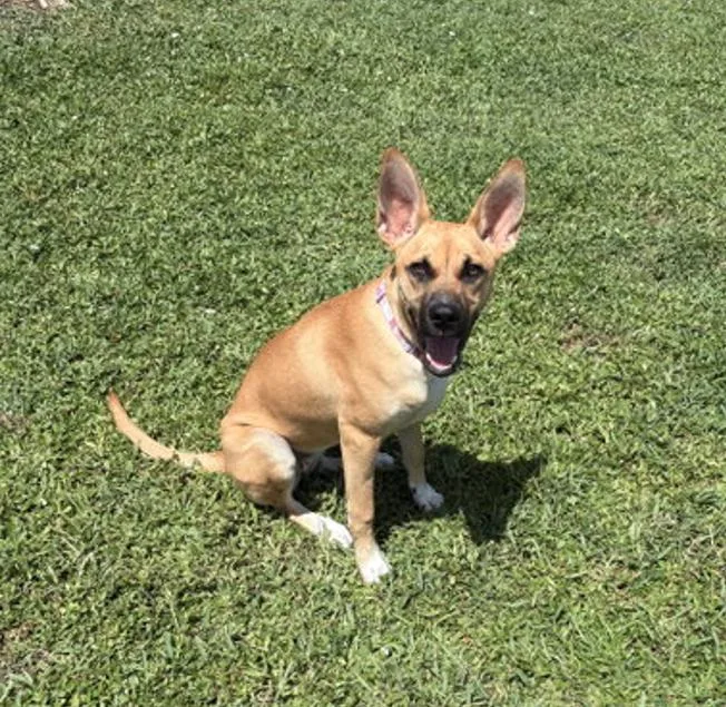 Penny