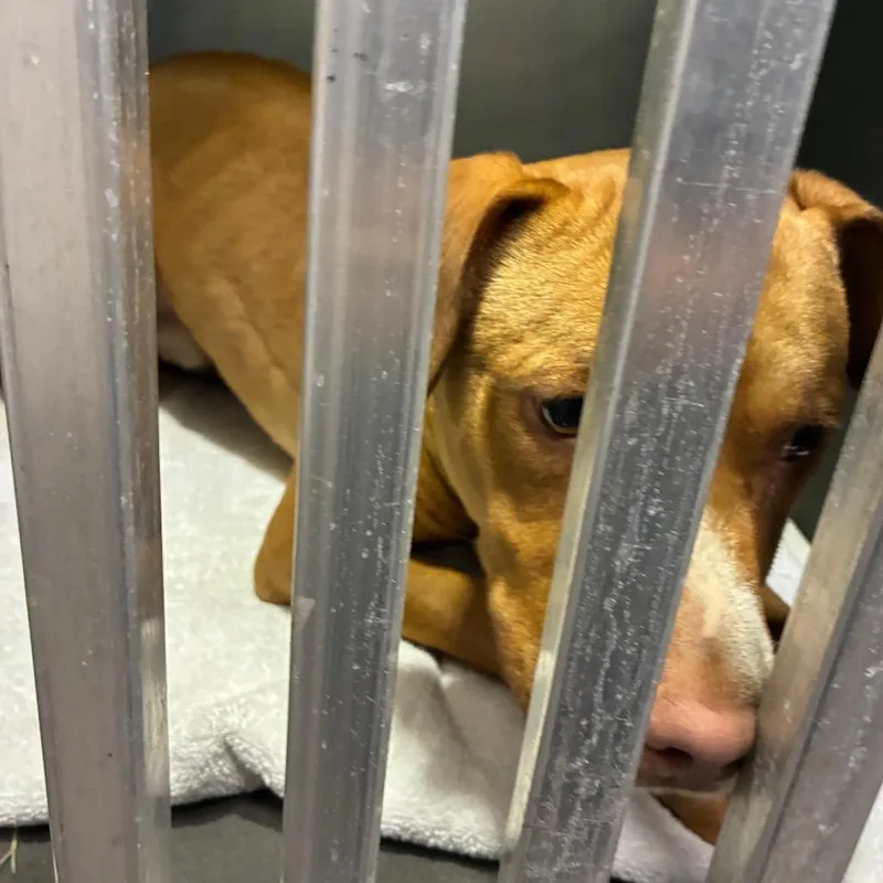 A young medium-sized male Brown / Chocolate Pit Bull Terrier dog named Capone for adoption in Greensboro, NC