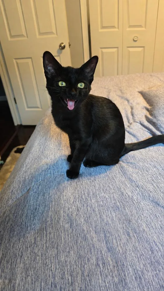 A baby medium-sized female Black Domestic Short Hair cat named Serendipity for adoption in Clinton Township, MI