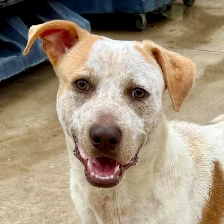 A young medium-sized male Pit Bull Terrier dog named Arrow for adoption in Crystal, MN