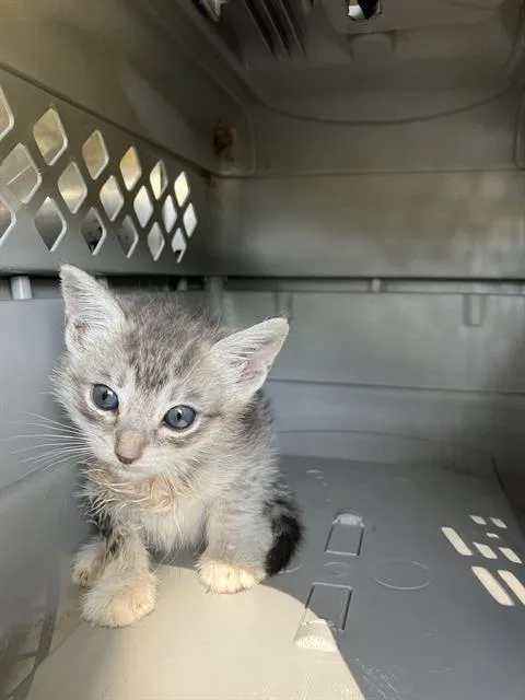 A baby small-sized female Domestic Short Hair cat named Raja for adoption in Dallas, TX