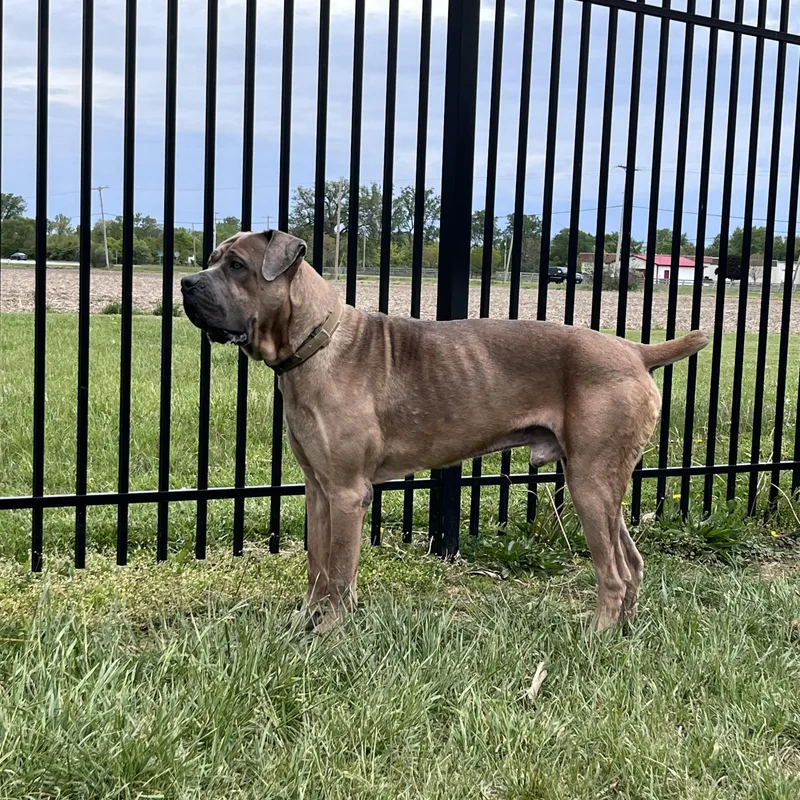 A young extra large-sized male Red / Chestnut / Orange Bullmastiff dog named Angus for adoption in West Jefferson, OH