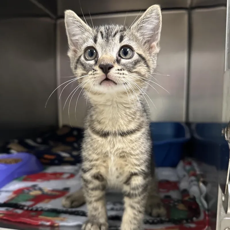A baby small-sized male Brown / Chocolate Domestic Short Hair cat named Commodore for adoption in Titusville, FL