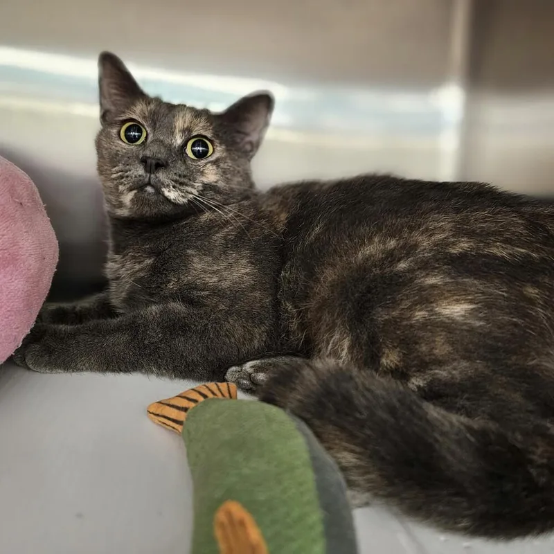 An adult medium-sized female Domestic Short Hair cat named Gracie for adoption in Pittstown, NJ